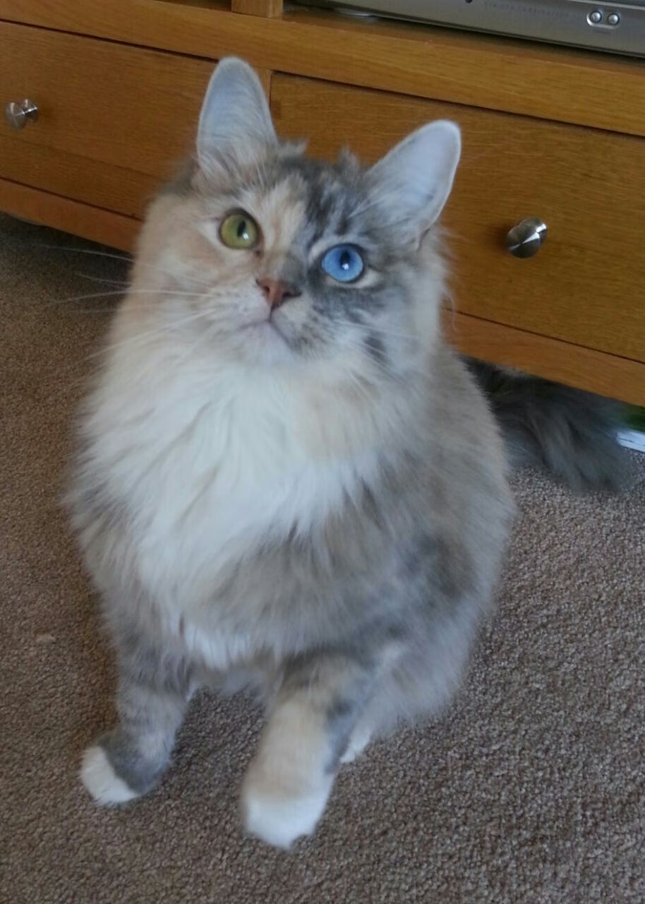 国足对抗中断频率与得分节奏对应分析,中断的足球比赛多久出结果