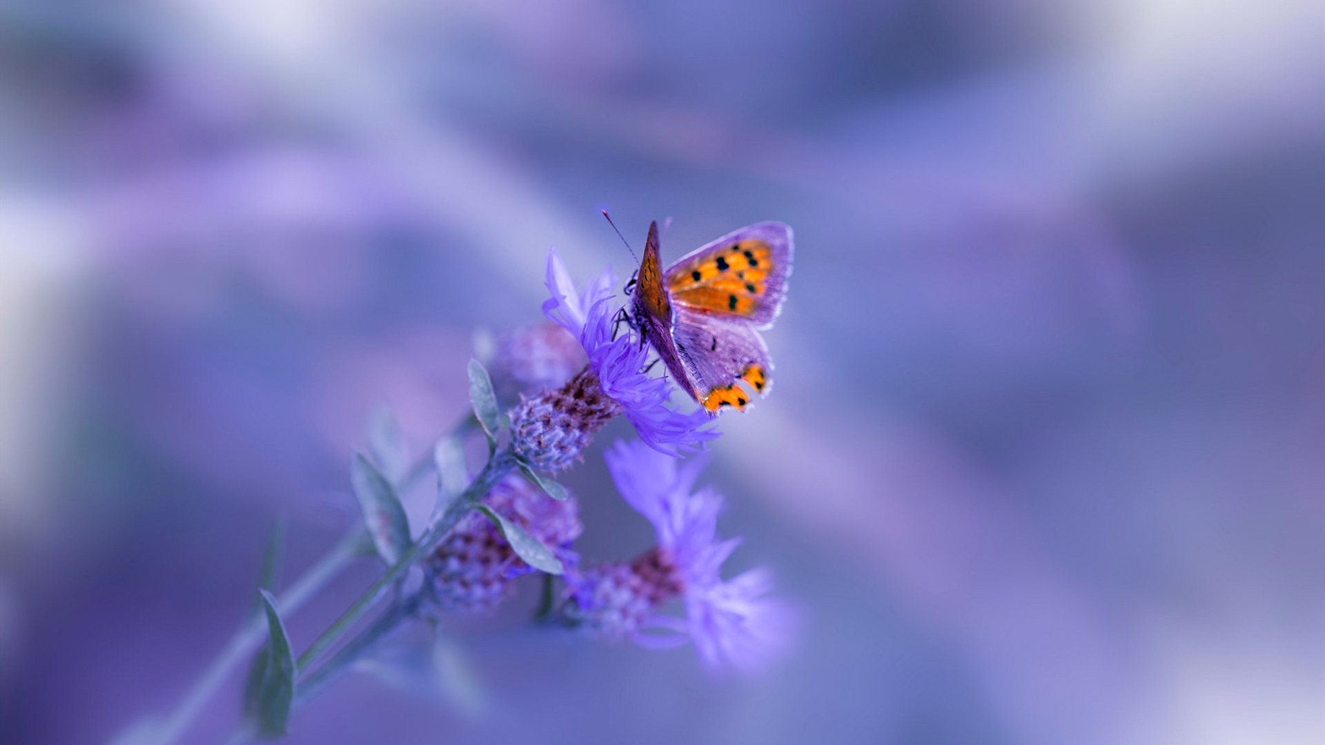 意甲裁判语义分析技术辅助VAR判罚的应用探索，var裁判是什么意思